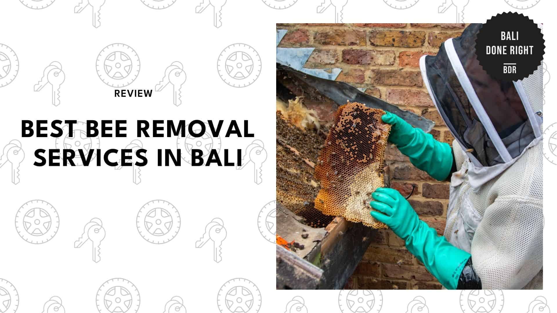 best-bee-removal-bali