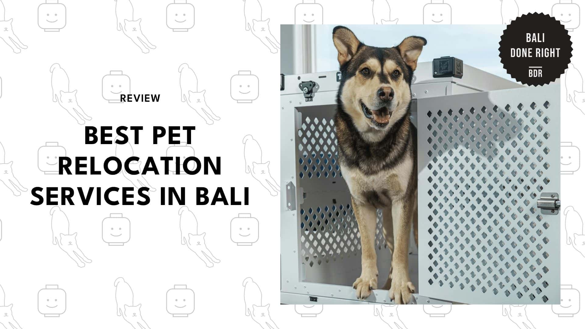 pet-relocation-services-in-bali